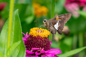 Silver-spotted Skipper on Zinnia wildflower. Insect and nature conservation, habitat preservation, and backyard flower garden concept.