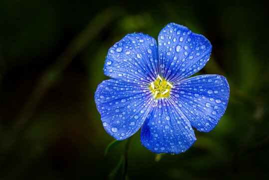 Close up of a flax seed blossom (Linum usitatissimum) with water droplets; Calgary, Alberta, Canada