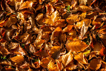 Background of colorful autumn leaves on forest floor
