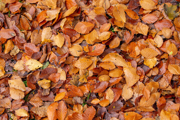 Background of colorful autumn leaves on forest floor