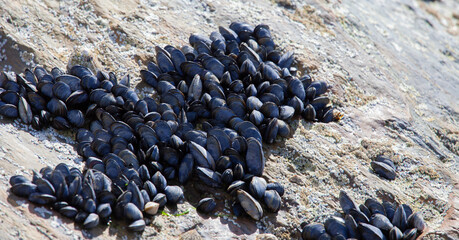 small sea muscles growing on rocks close to the ocean
