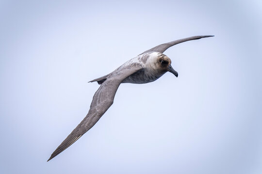 Southern giant petrel (Macronectes giganteus) glides with its wings held diagonally. It has greyish-brown plumage, and it's flying through a clear, blue sky over the Southern Ocean; Antarctica
