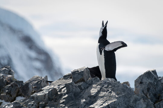 Chinstrap penguin (Pygoscelis antarcticus) stands squawking on rocky ridge; Antarctica