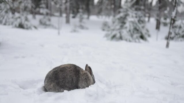 Grey winter bunny rabbit sitting on the snow in forest.