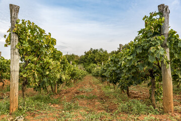 Vineyards surrounding the hilltop medieval town of Motovun; Motovun, Istria, Croatia