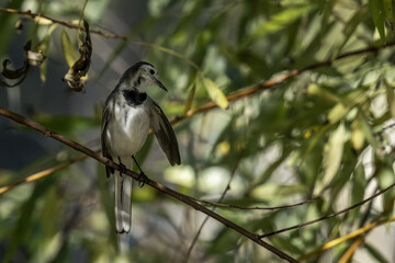 Wagtail on a branch