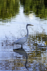 great blue heron in the water