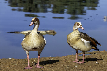 pair of ducks