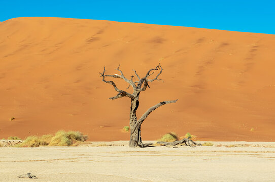 Deadvlei, a white clay pan surrounded by the highest sand dunes in the world, Namib Desert; Namibia