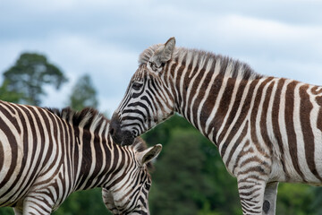Fototapeta na wymiar Side view of a Grevys zebra (equus grevyi)