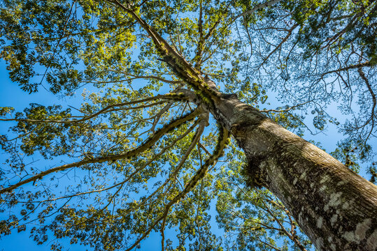 Low angle view of a tree against a blue sky, Yaxchilan; Usumacinta Province, Chiapas, Mexico