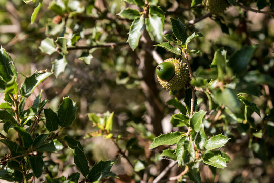 Close-up of a maturing acorn in an oak tree (Quercus) on a sunny day in Benissanet; Catalonia, Tarragona, Spain