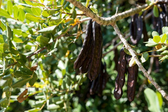 Close-up of Carob pods hanging from a carob tree (Ceratonia silique) in Benissanet; Catalonia, Tarragona, Spain