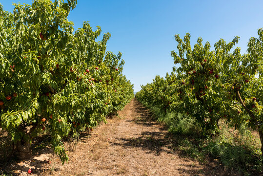 Nectarine trees (Prunus persica) in rows in an orchard on a sunny day in Benissanet; Catalonia, Tarragona, Spain