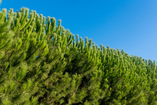 Close-up of a row of pine trees (Pinus) in an orchard against a blue sky on a sunny day in Benissanet; Catalonia, Tarragona, Spain