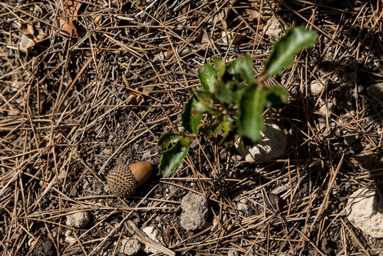 Close-up of a maturing acorn in an oak tree (Quercus) on a sunny day in Benissanet; Catalonia, Tarragona, Spain