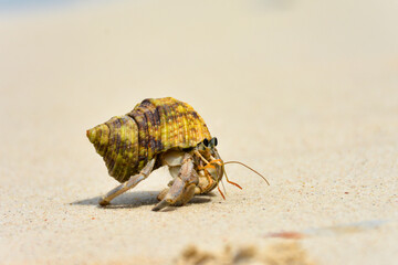 hermit crab on the beach	