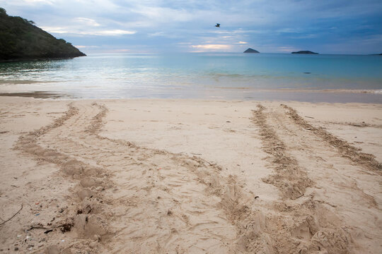Sea turtle tracks on a sandy beach leading to the water.; Pacific Ocean, Galapagos Islands, Ecuador