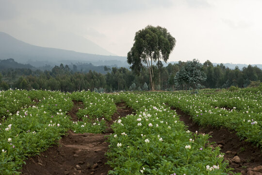 Rows of crops in vast farmland are situated at the base of volcanoes in Volcanoes National Park.; Volcanoes National Park, Rwanda