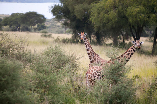 Two giraffes stand in amongst tall trees.; Murchison Falls National Park, Uganda