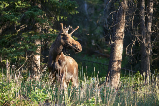 A moose, Alces alces, standing among grass and trees in sunlight.; Yellowstone National Park, Wyoming