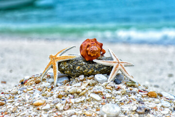 starfish and shell on the beach