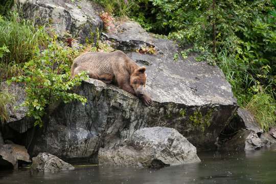 An Alaskan brown grizzly bear rests on a rock near the water's edge.; Redoubt Bay, Alaska
