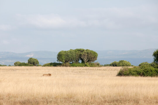 A male lion walks through the savannah grass in Kasenyi plains.; Kasenyi Plains, Queen Elizabeth National Park, Uganda