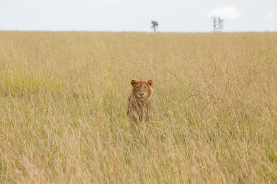 A female lion stands in tall grass, an effective camouflage.; Murchison Falls National Park, Uganda