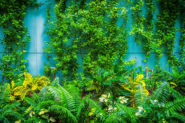 Tropical flower bed and climbing plant on a blue wall in an urban environment - 554339146