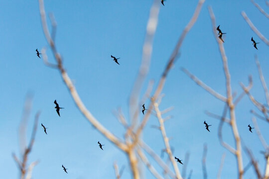 Many frigate birds fly against a blue sky and are framed by tree limbs.; Iguana Island, Panama