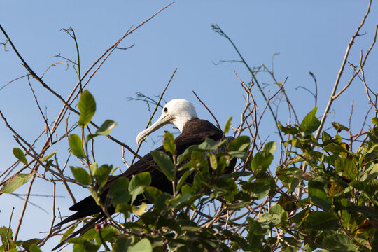 An immature male frigate bird roosts atop tree branches.; Iguana Island, Panama