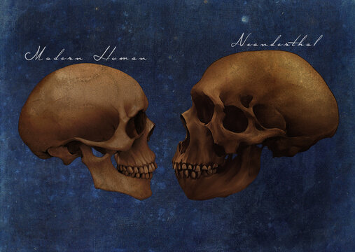   Neanderthals Archaic Extinct Human Skull Vs Modern Human Skull Comparison Art Study Old Textured Paper Vintage Antique Poster (Blue Version)