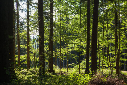 A view through the trees in Sumava's Bohemian forest.; Sumava, Czech Republic