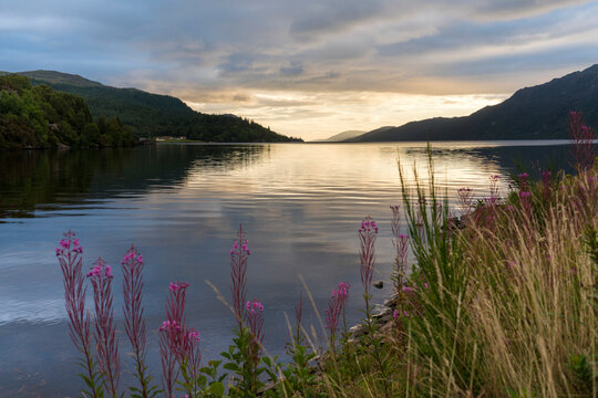 Rosebay Willowherb (Chamaenerion angustifolium) is illuminated by the sunrise over the lake, Loch Ness, Scotland; Fort Augustus, Scotland