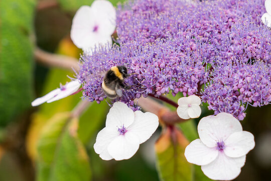A bee lands on Mophead Hydrangea (Hydrangea macrophylla) in the garden at Armadale Clan Donald Center on Isle of Skye, Scotland; Armadale, Isle of Skye, Scotland