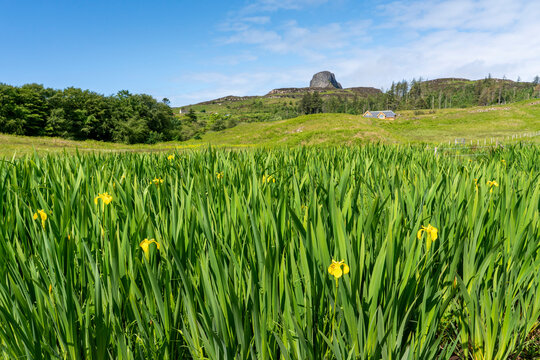 Yellow irises dot the landscape on the Isle of Eigg, Scotland with An Sgurr in the background; Isle of Eigg, Scotland