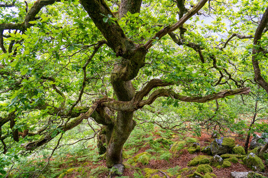 A tree with twisted reaching branches in a woodland; Kyle of Lochalsh, Scotland