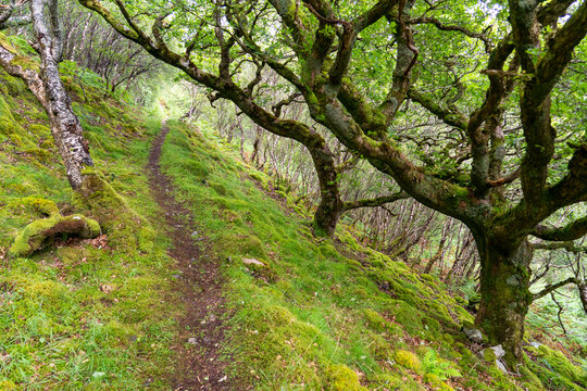 Trees and lush vegetation along a hiking trail near Kyle of Lochalsh, Scotland; Kyle of Lochalsh, Scotland