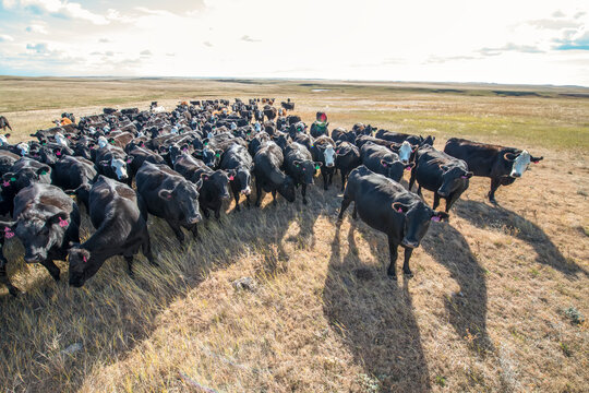 Herd of beef cattle (Bos taurus) standing on rangeland in Murphy Ranch, Meade County; South Dakota, United States of America