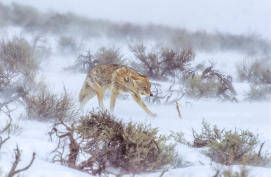 Lone coyote walking though a snowy field and big sage shrubs in a blizzard, YNP, Wyoming, USA