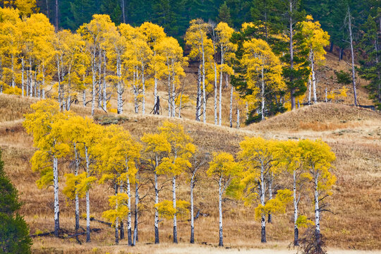 Golden, yellow aspen trees (Populus tremuloides) in rows against the brown grass on a mountainside in autumn in Yellowstone National Park; Wyoming, United States of America