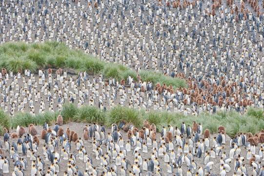 Rookery of a crowd of king penguins (Aptenodytes patagonicus) sitting on the rocky landscape and beach of South Georgia Island during breeding season; South Georgia, Antarctica