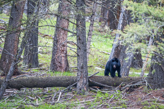 American black bear cub balancing on a fallen tree in the forest, Montana, USA