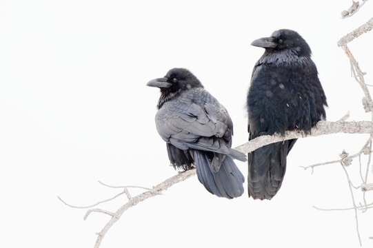View taken from behind of a pair of ravens (Corvus corax) perched on tree branch in the snow in Yellowstone National Park; Wyoming, United States of America