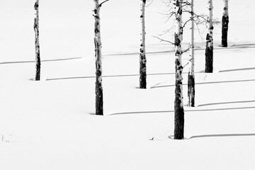 Aspen trees (Populas tremuloides) casting their shadows on the pristine snow, Yellowstone National Park; United States of America