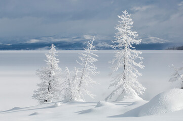 Lodgepole pine trees in front of snow covered Yellowstone Lake in winter, YNP, USA