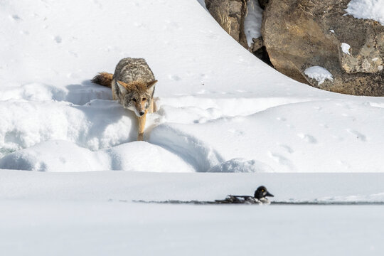 Coyote (Canis latrans) stalking a Barrow's goldeneye (Bucephala islandica) in winter; United States of America