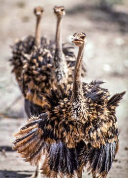 Three juvenile Ostriches (Struthio camelus) standing in a row, the one in the foreground with mouth open as if talking; Kenya