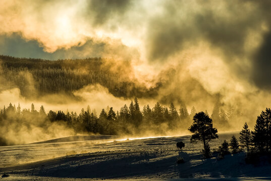 American Bison warmed from steam from Old Faithful at sunrise in the Upper Geyser Basin, YNP, USA